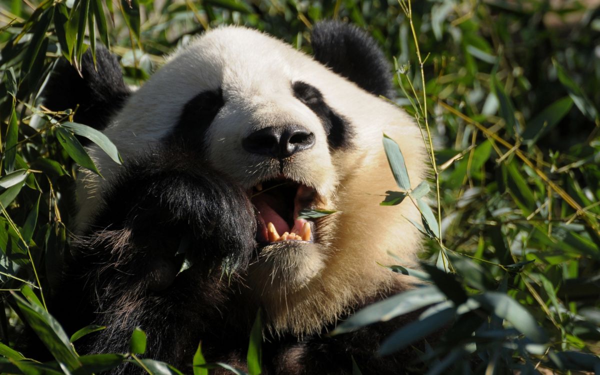 white and black panda eating green grass during daytime