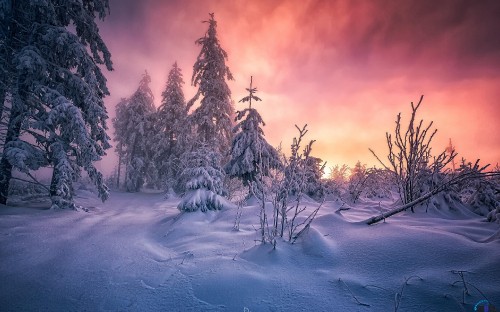 Image snow covered trees during sunset