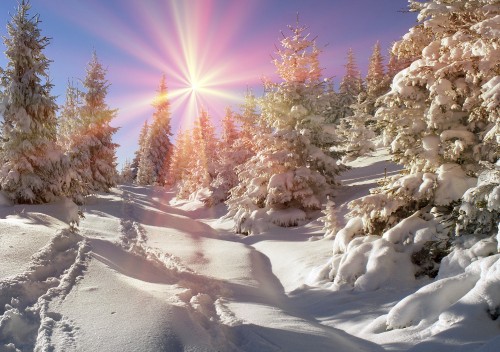 Image snow covered trees under blue sky during daytime