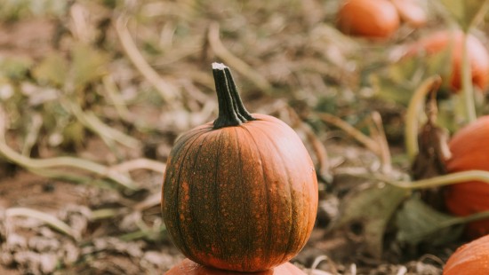 Image brown pumpkin on brown dried leaves
