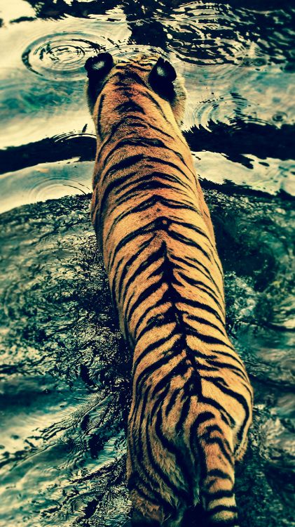 Textile Imprimé Tigre Marron et Noir. Wallpaper in 2160x3840 Resolution