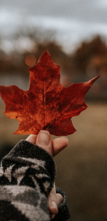 Image maple leaf, beauty, woody plant, red, tree