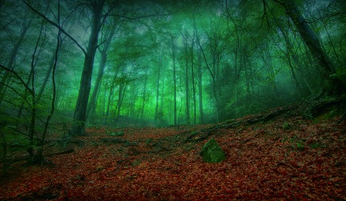 Image green trees on brown ground