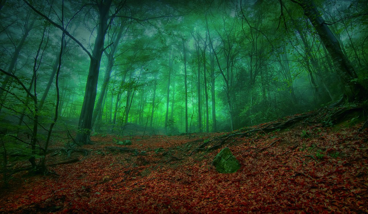 green trees on brown ground