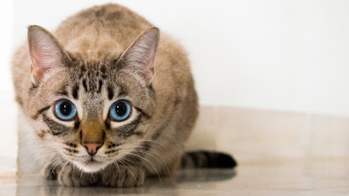 Image brown tabby cat on white table