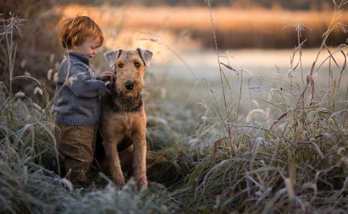 Image terrier, puppy, dog, dog breed, cesky terrier