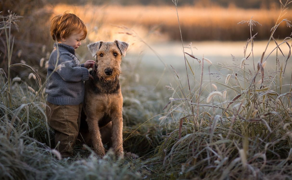 terrier, puppy, dog, dog breed, cesky terrier