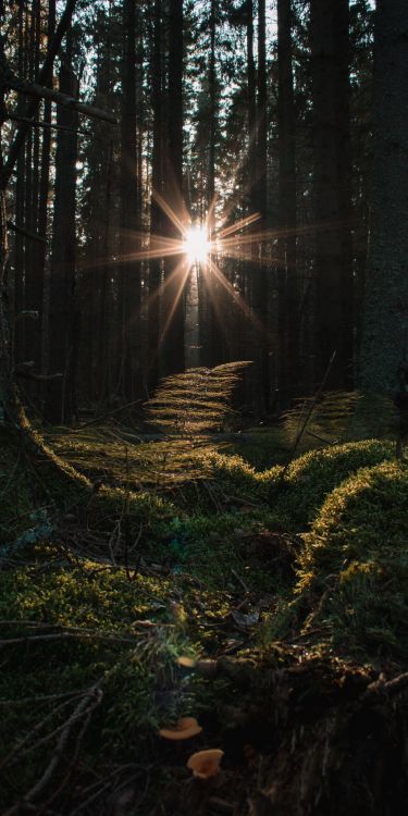 smartphone, apples, atmosphere, People in nature, wood