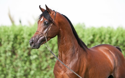 Image brown horse with black leather strap