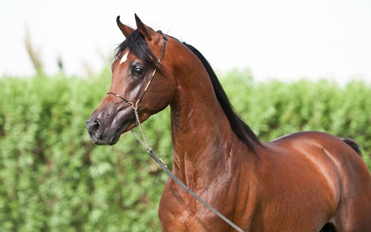 brown horse with black leather strap