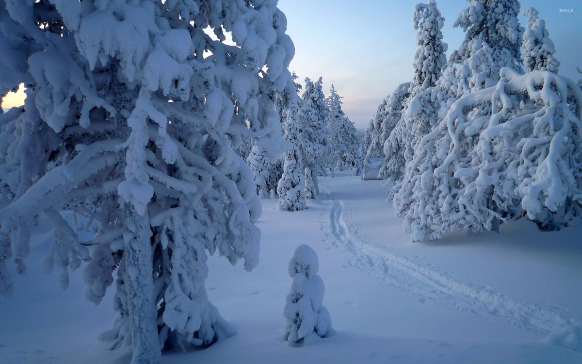 snow covered trees during daytime