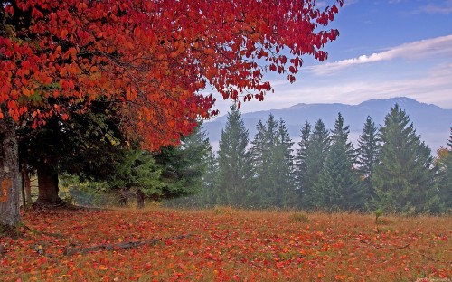 Image red and brown leaf trees near mountain during daytime