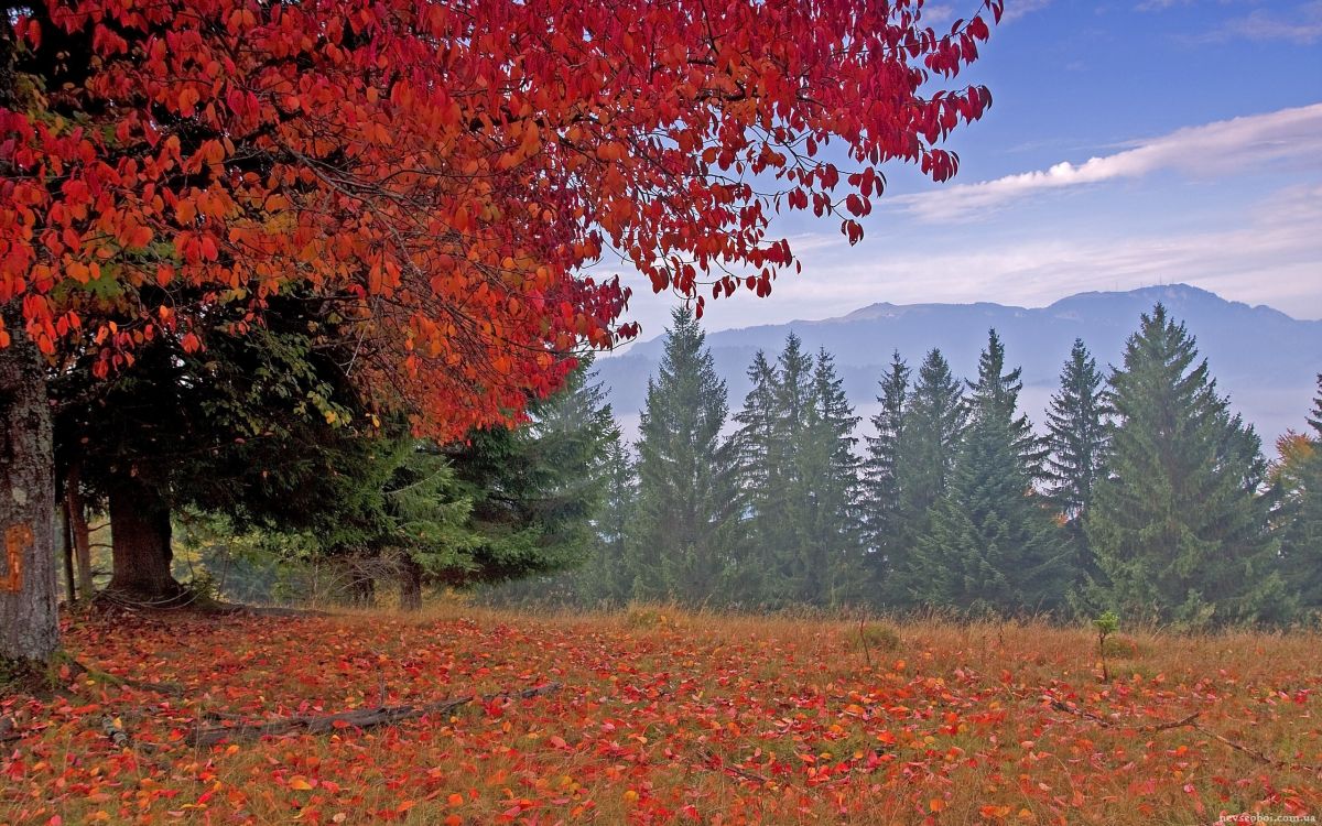 red and brown leaf trees near mountain during daytime