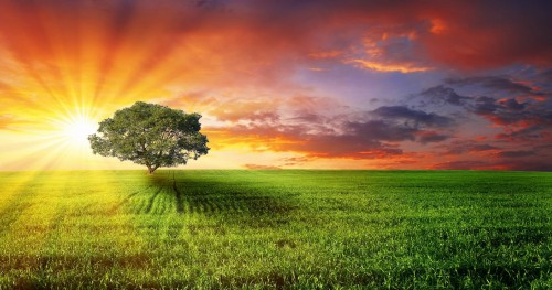 Image green grass field under orange sky