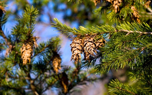 Image brown and green pine cone