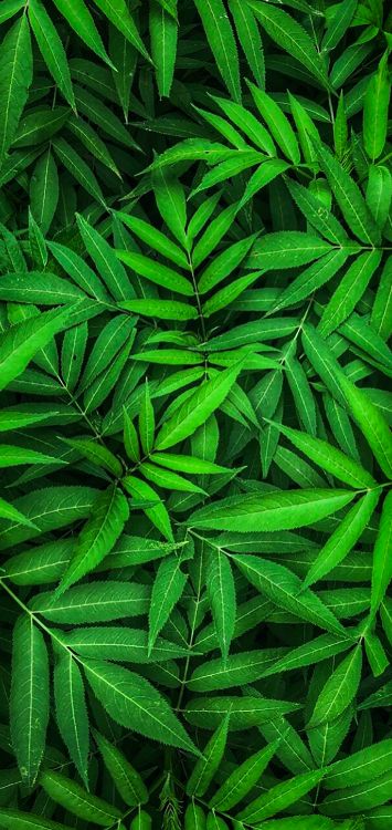 建筑公司airoldi Srl, 陆地上的植物, Evergreen, 草, 地被 壁纸 1420x3000 允许