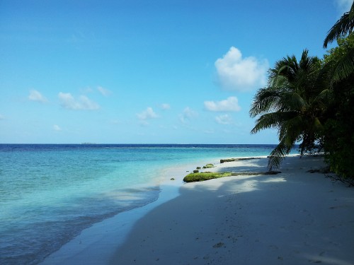 Image green coconut tree on beach shore during daytime