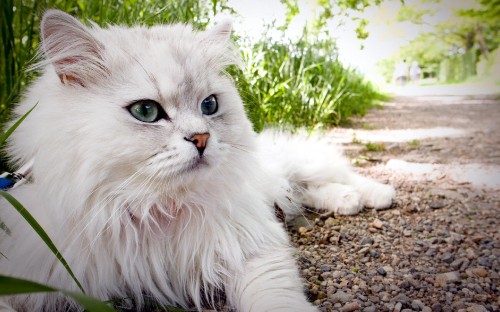 Image white persian cat on ground