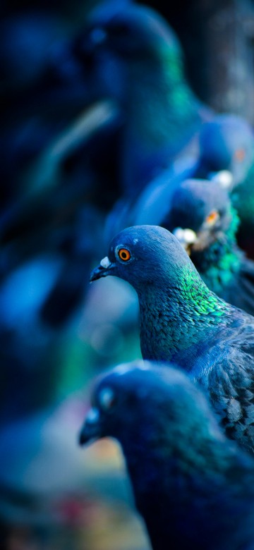 Image Rock dove, birds, white-headed pigeon, green pigeon, blue pigeon