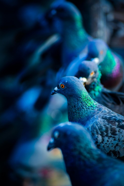 Image Rock dove, birds, white-headed pigeon, green pigeon, blue pigeon