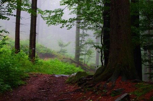 Image green trees on forest during daytime