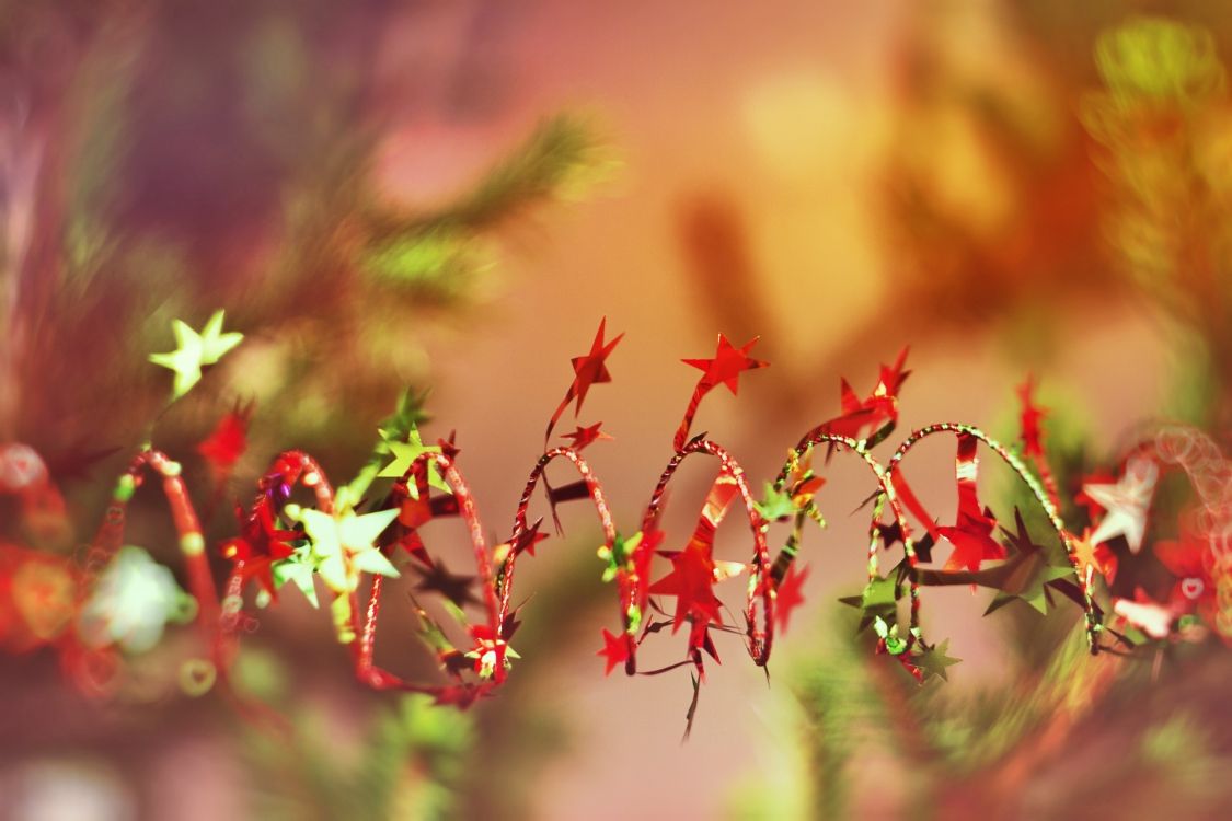 Weihnachten, Neujahr, Blatt, Frühjahr, Branch. Wallpaper in 2592x1728 Resolution