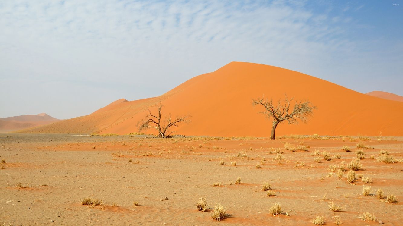 brown bare tree on brown sand during daytime