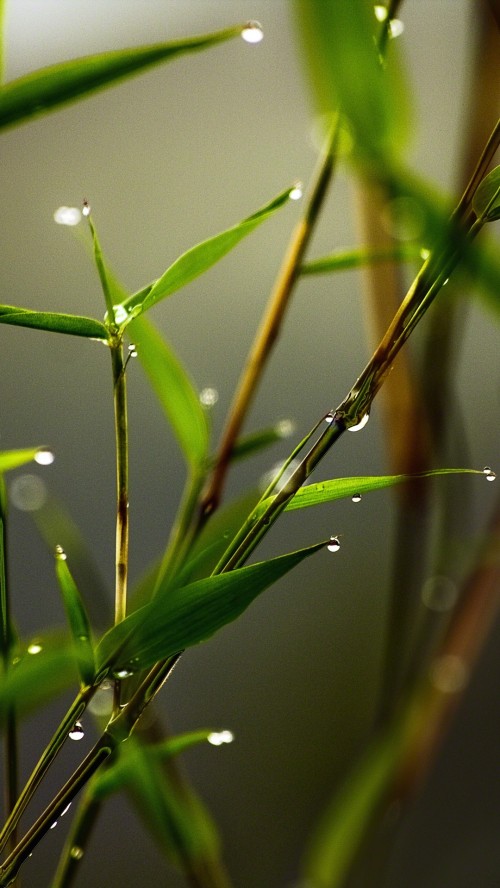 Image plant water drops, water, leaf, drop, grasses