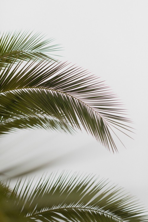 Image leaf, palm trees, tree, vegetation, palm tree