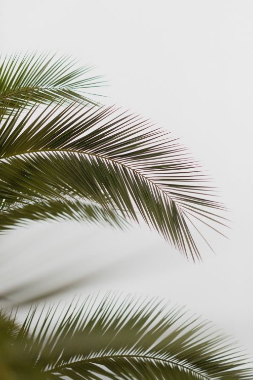 leaf, palm trees, tree, vegetation, palm tree