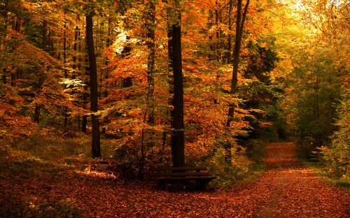 Image brown wooden bench surrounded by trees