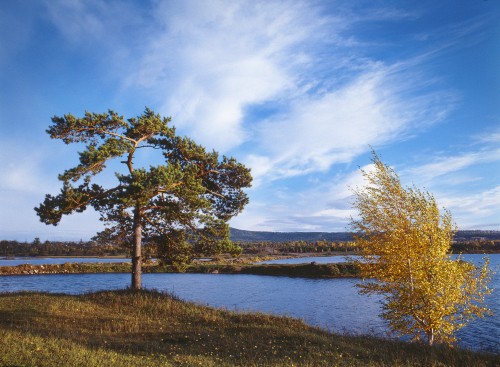 Image green trees beside river under blue sky during daytime