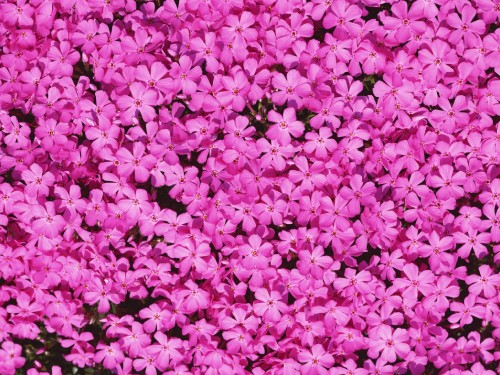 Image pink flowers on green grass field