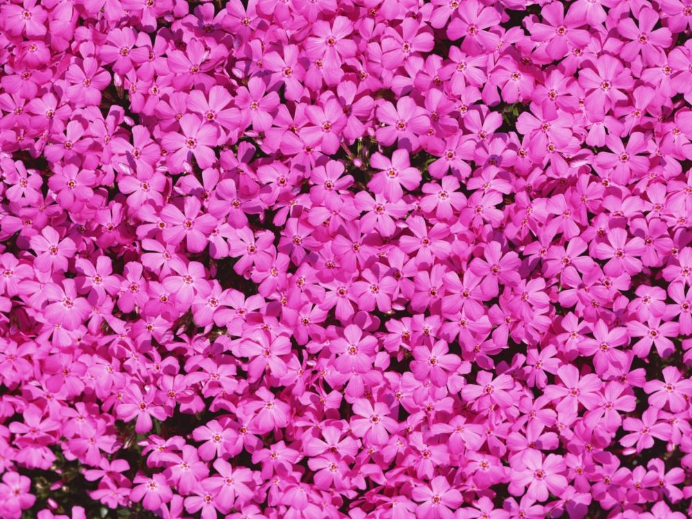 Flores de Color Rosa en el Campo de Hierba Verde. Wallpaper in 2048x1536 Resolution