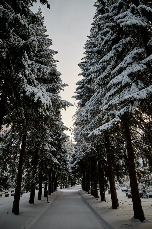 Les Forêts de Conifères Tempérées, Spruce, White, Le Jour De Noël, Plantes Ligneuses. Wallpaper in 3648x5472 Resolution
