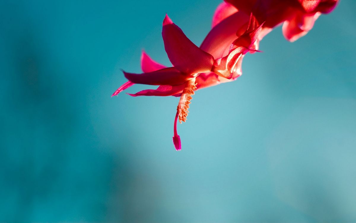 Windows, Windows 10, Microsoft Windows, Windows 8, Blütenblatt. Wallpaper in 1920x1200 Resolution