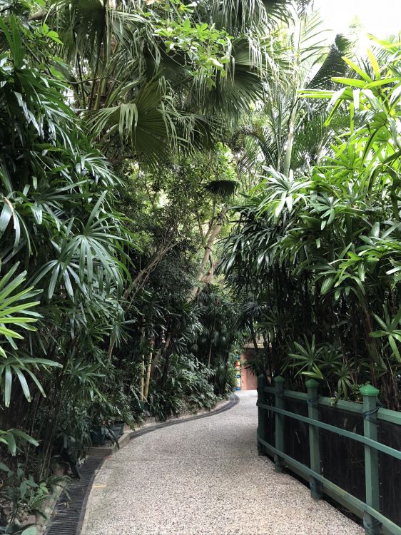 Végétation, Palmier, Plantes Ligneuses, Botanique, Plante Terrestre. Wallpaper in 1536x2048 Resolution