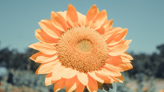 Image orange flower in tilt shift lens