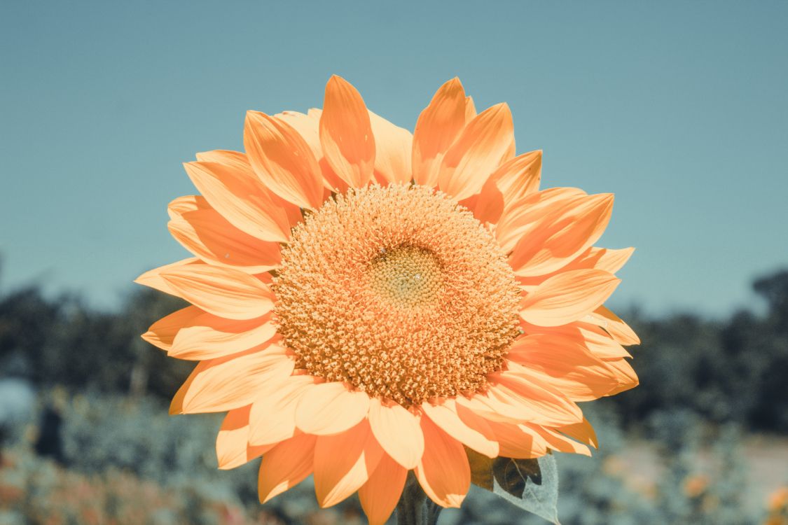 Orange Flower in Tilt Shift Lens. Wallpaper in 5184x3456 Resolution