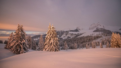 Image green pine tree on snow covered ground during daytime