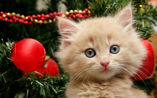 Image orange tabby kitten beside red baubles