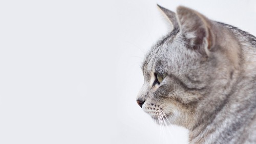 Image silver tabby cat on white surface