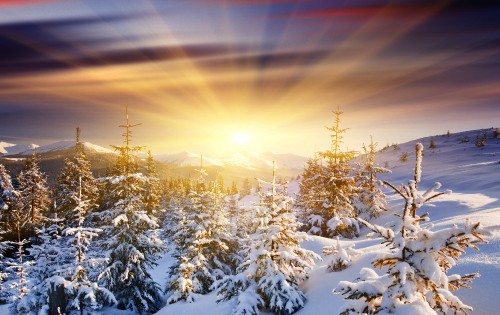 Image snow covered pine trees during sunset