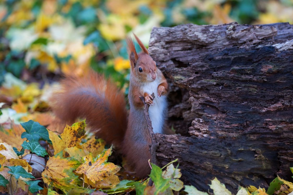 Blatt, Holz, Stamm, Kitz, Terrestrische Tier. Wallpaper in 6070x4047 Resolution