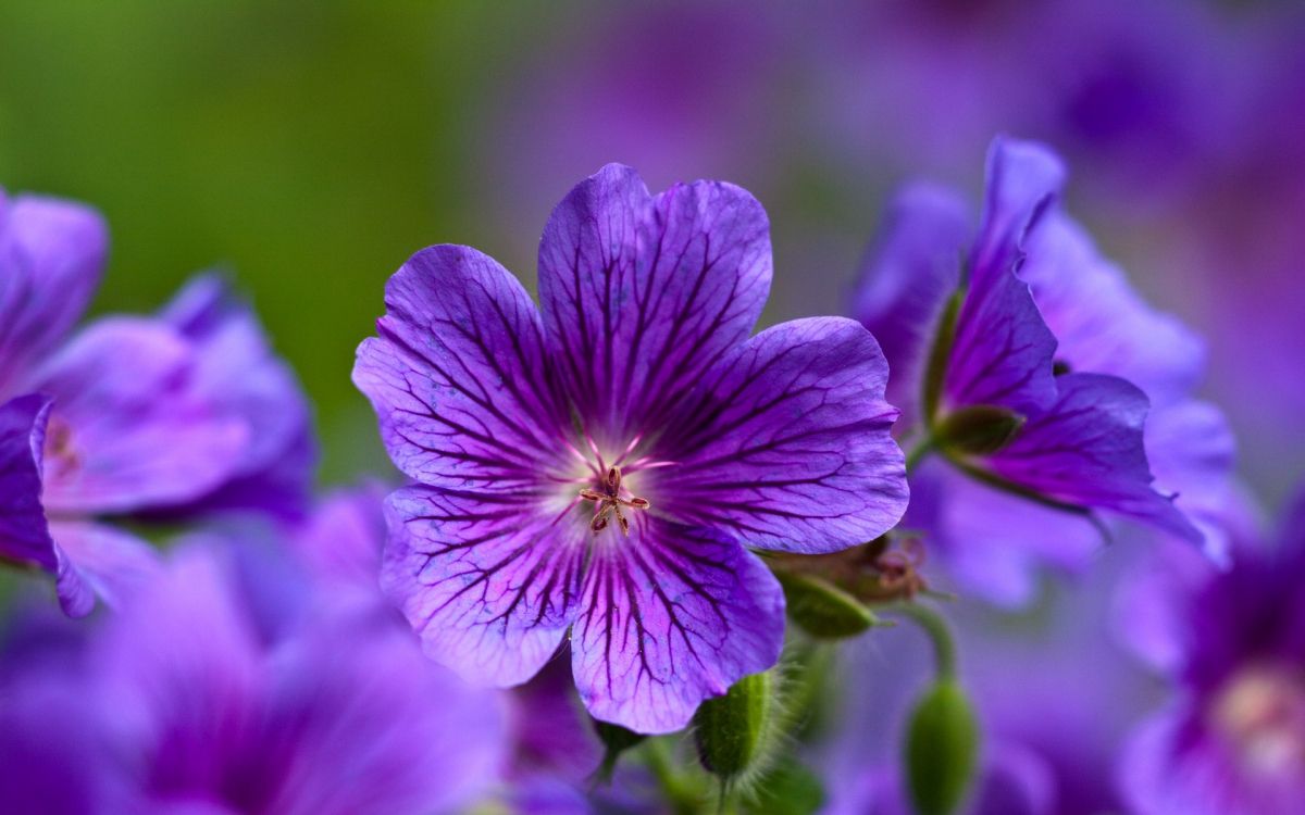 Fleur Violette en Macro Shot. Wallpaper in 1920x1200 Resolution