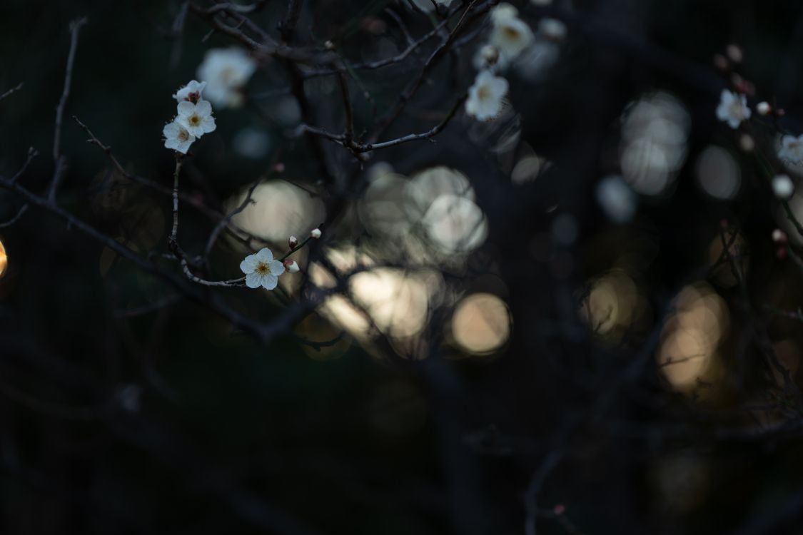 Capullos de Flores Blancas en Lente de Cambio de Inclinación. Wallpaper in 6000x4000 Resolution