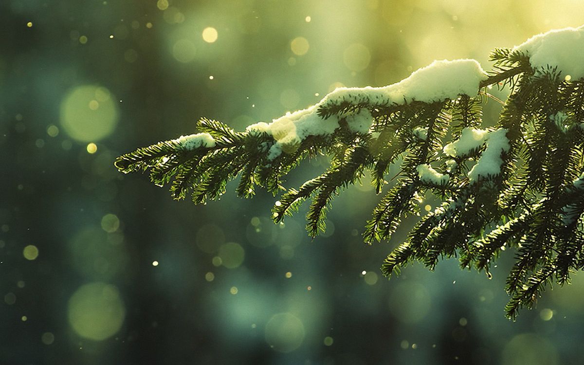 Pin Vert Avec de la Neige. Wallpaper in 3840x2400 Resolution