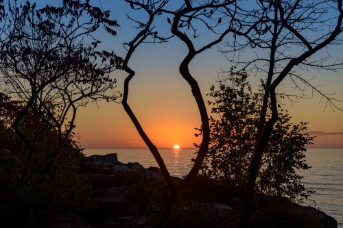 Image sunset, tree, nature, sunrise, branch