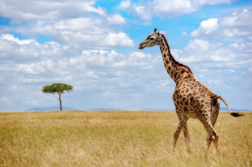 Image giraffe on brown grass field under blue sky during daytime