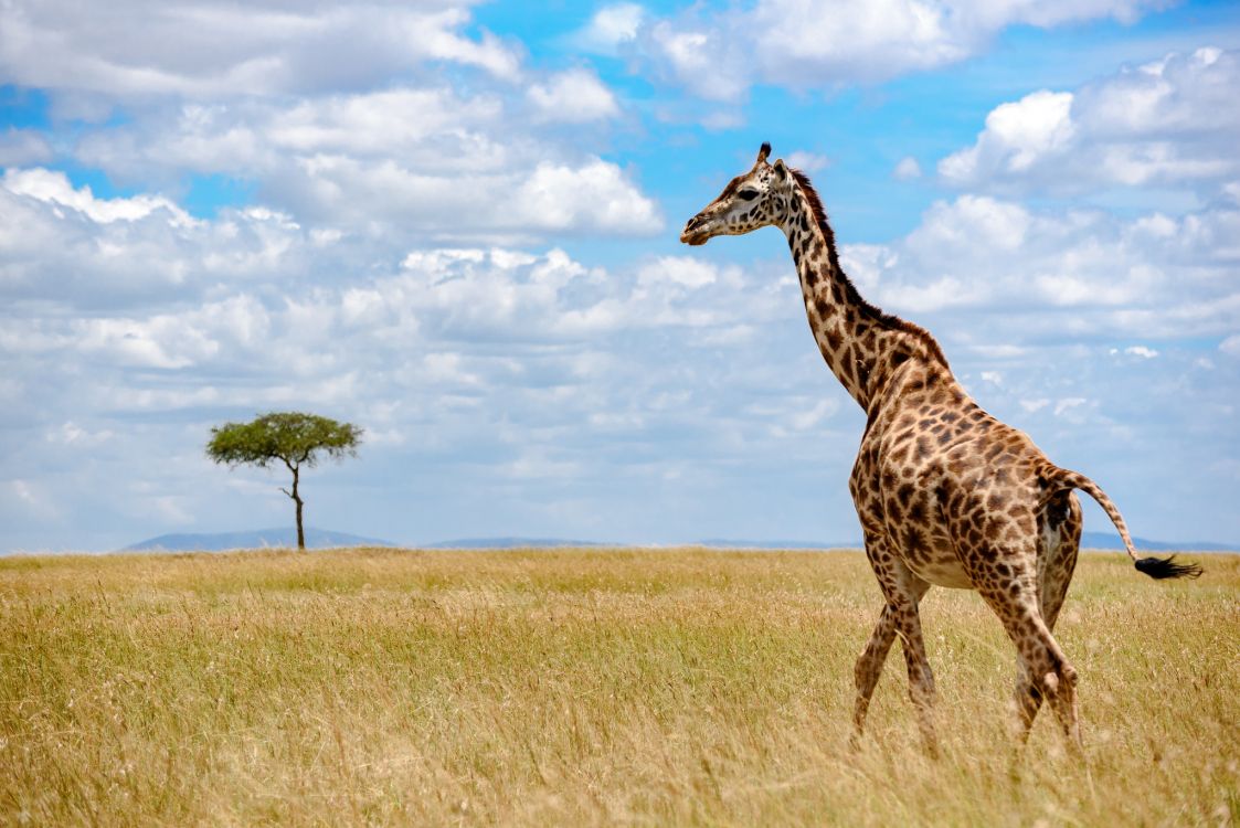 giraffe on brown grass field under blue sky during daytime